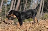 JAGDTERRIER ALLEMAND 107